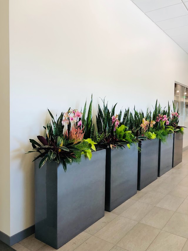 multiple wall plants