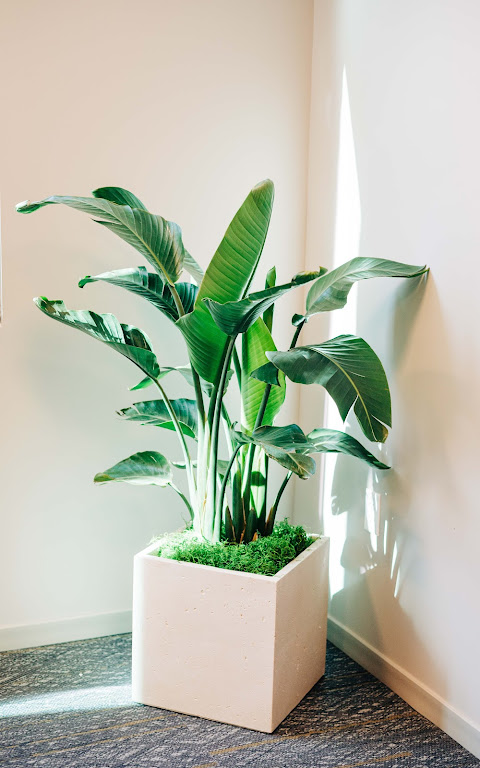 tall green plant with square pot